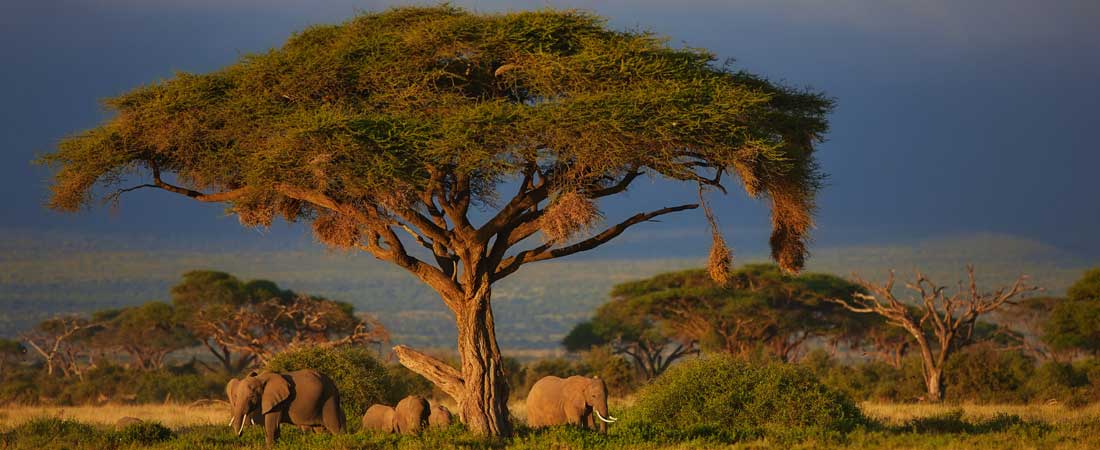 Images du Kenya, 10 jours