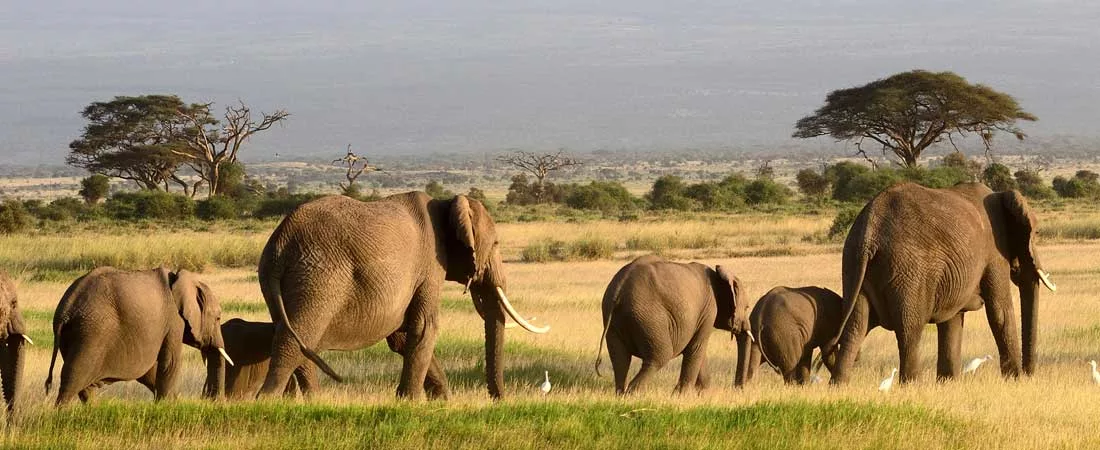 Sur les traces des Big Five - 9 jours