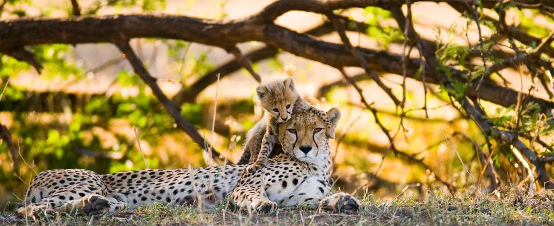 Trésors de Tanzanie et Perle de l'océan Indien - 12 jours