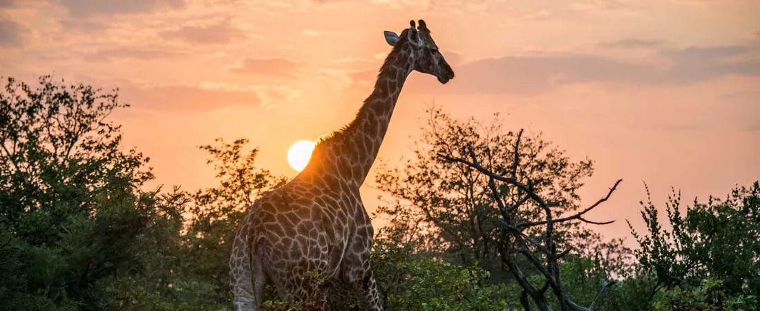 Tanzanie version luxe - 10 jours