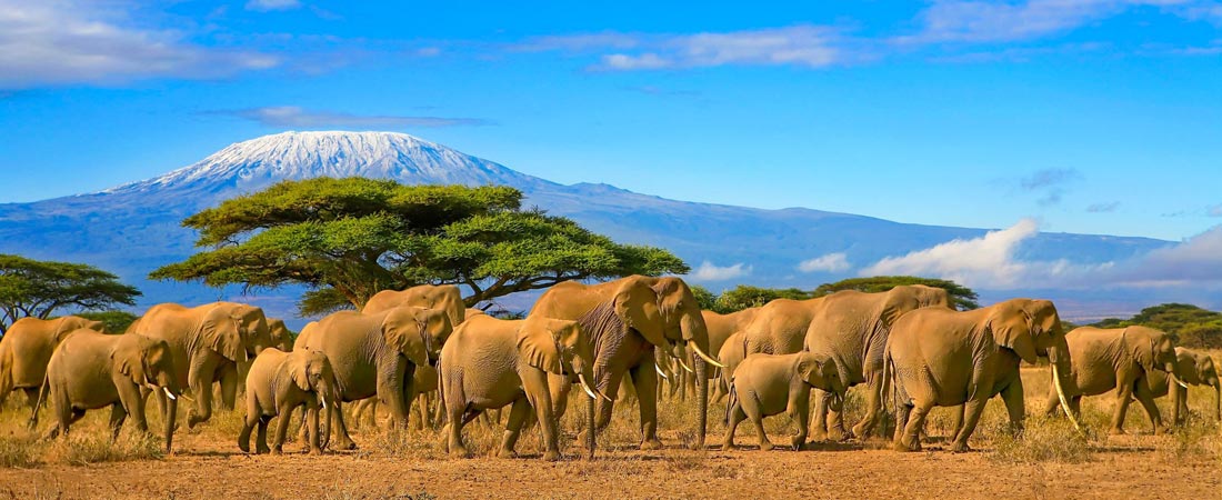 tanzanie safari