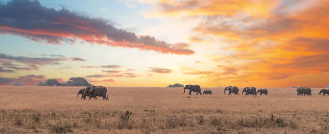 Les 4 grandes réserves de Tanzanie - 10 jours