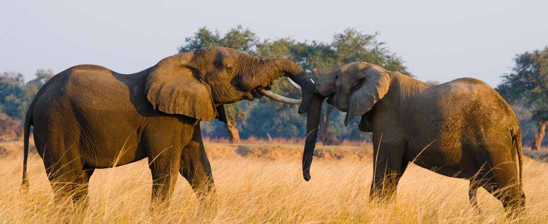 Safari dans le Masaï Mara, 2 jours