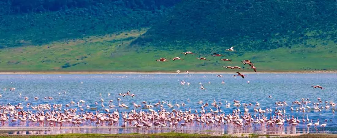 Safaris combinés Tanzanie Kenya