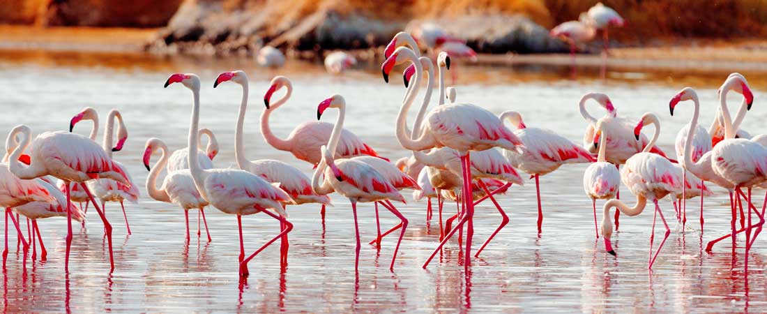 Flamingo Kenya, 9 jours