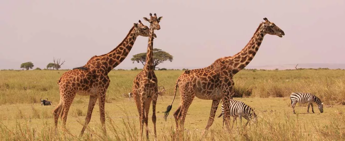 Safari de Tarangire au Serengeti - 9 jours
