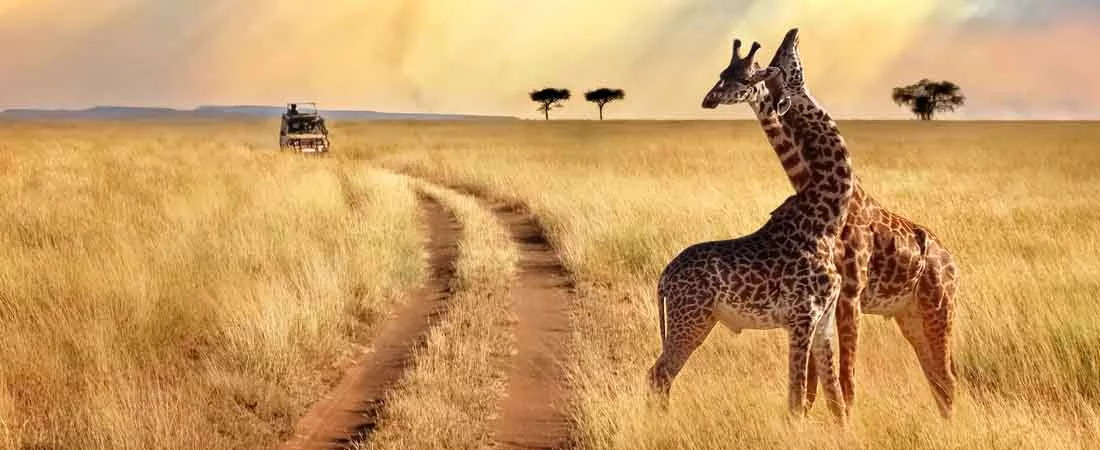 Safaris combinés Tanzanie Kenya