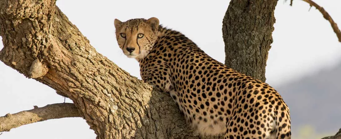 SAFARIS