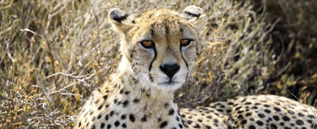 Cheetah junior, 9 jours