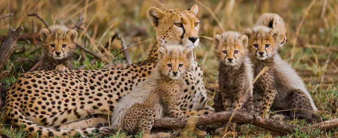 Safari dans le Masaï Mara - 2 jours