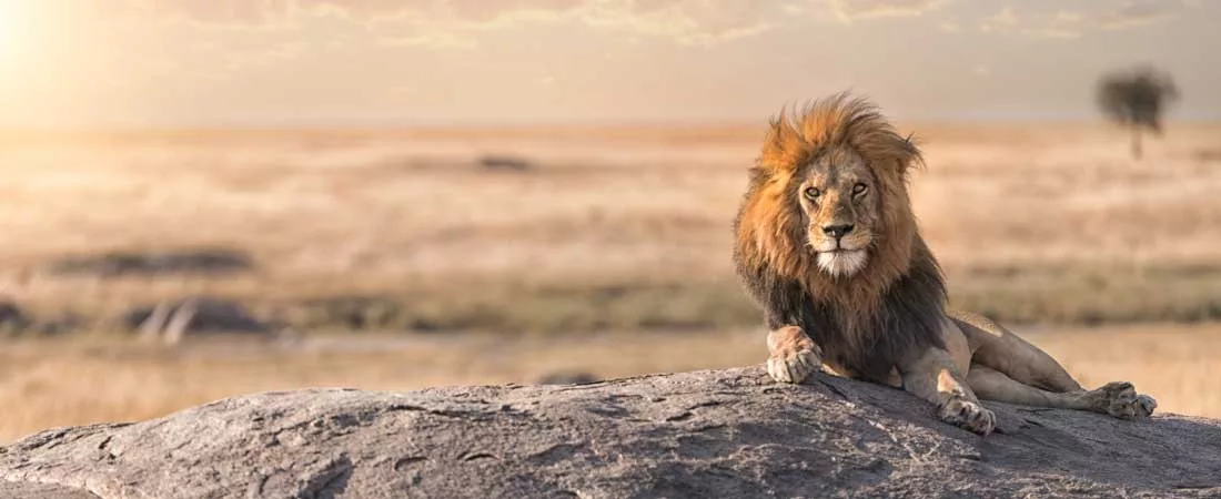 Les 4 grandes réserves de Tanzanie - 10 jours