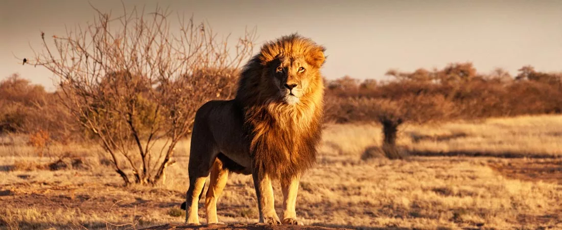 SAFARIS