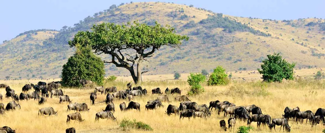Safari dans le Masaï Mara - 2 jours