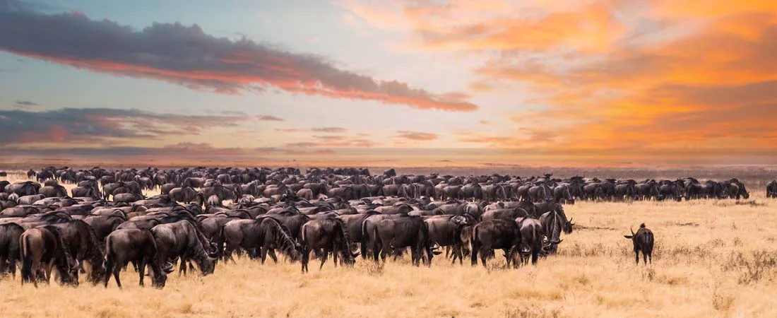 Safaris combinés Tanzanie Kenya