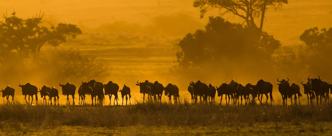 Safaris Tanzanie
