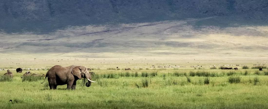 Safari de Tarangire au Serengeti - 9 jours