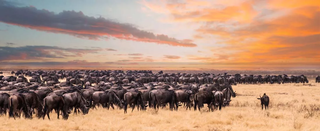 Safaris Tanzanie