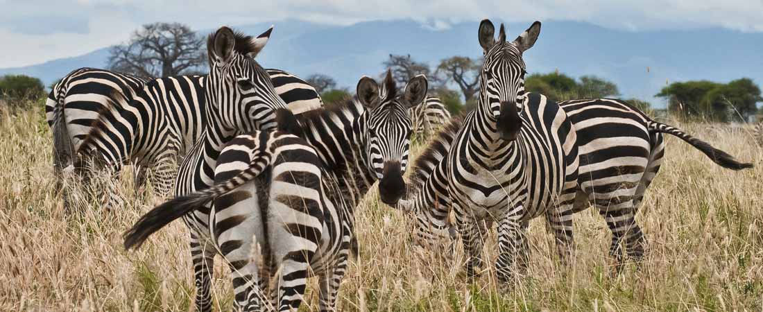 Safari à Shimba Hills, 2 jours